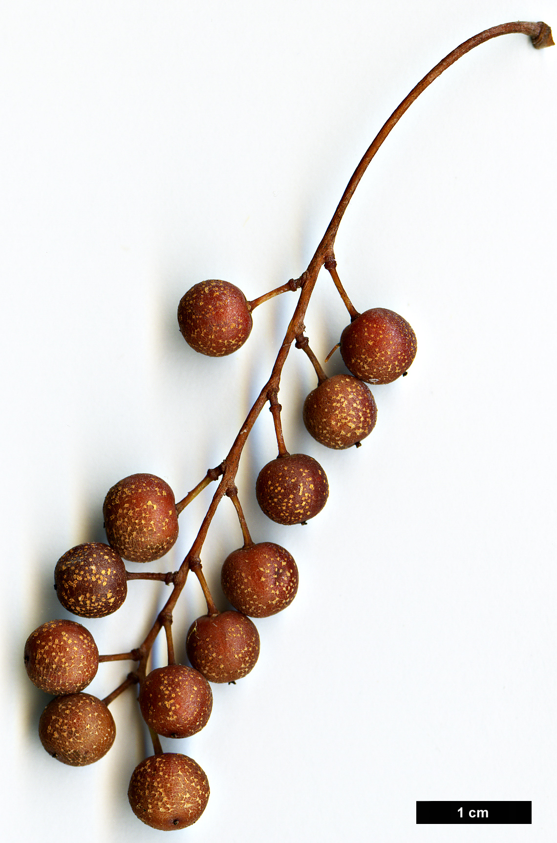 High resolution image: Family: Phyllanthaceae - Genus: Bischofia - Taxon: javanica